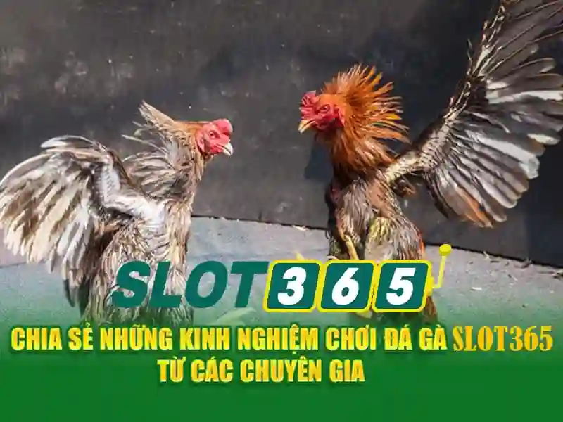 Slot365 tặng 200k