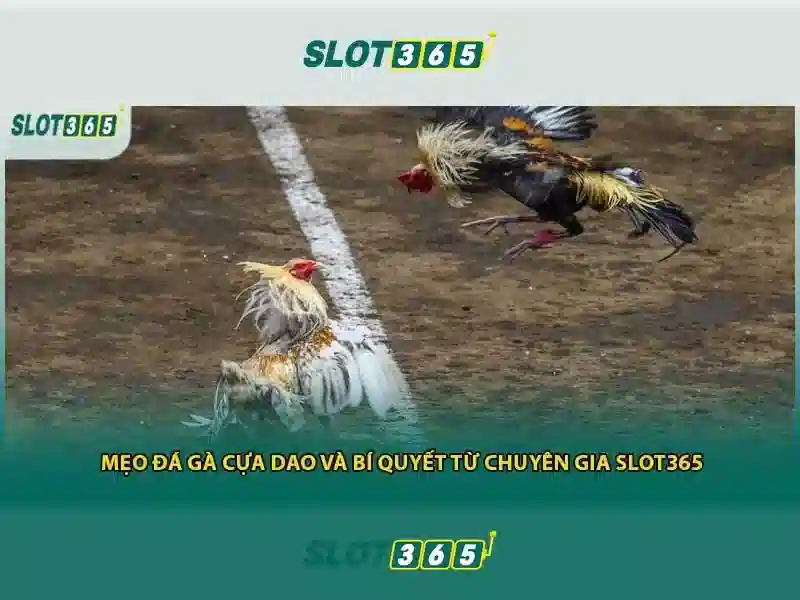 Ưu Đãi Slot365