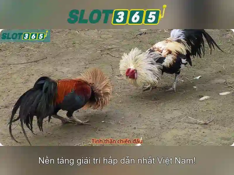 Khuyến Mãi Slot365 Độc Quyền